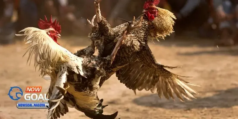 Đá gà cựa sắt Đá gà cựa sắt